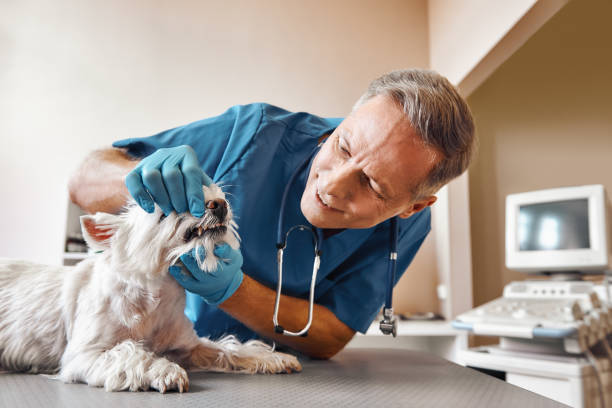 Best Emergency Root Canal Treatment in Tonto Basin, AZ